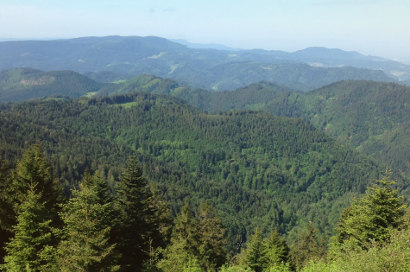 Schwarzwaldhonig